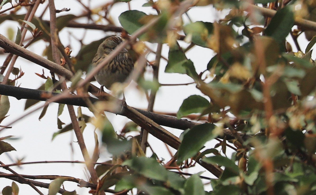 Lincoln's Sparrow - ML646661273