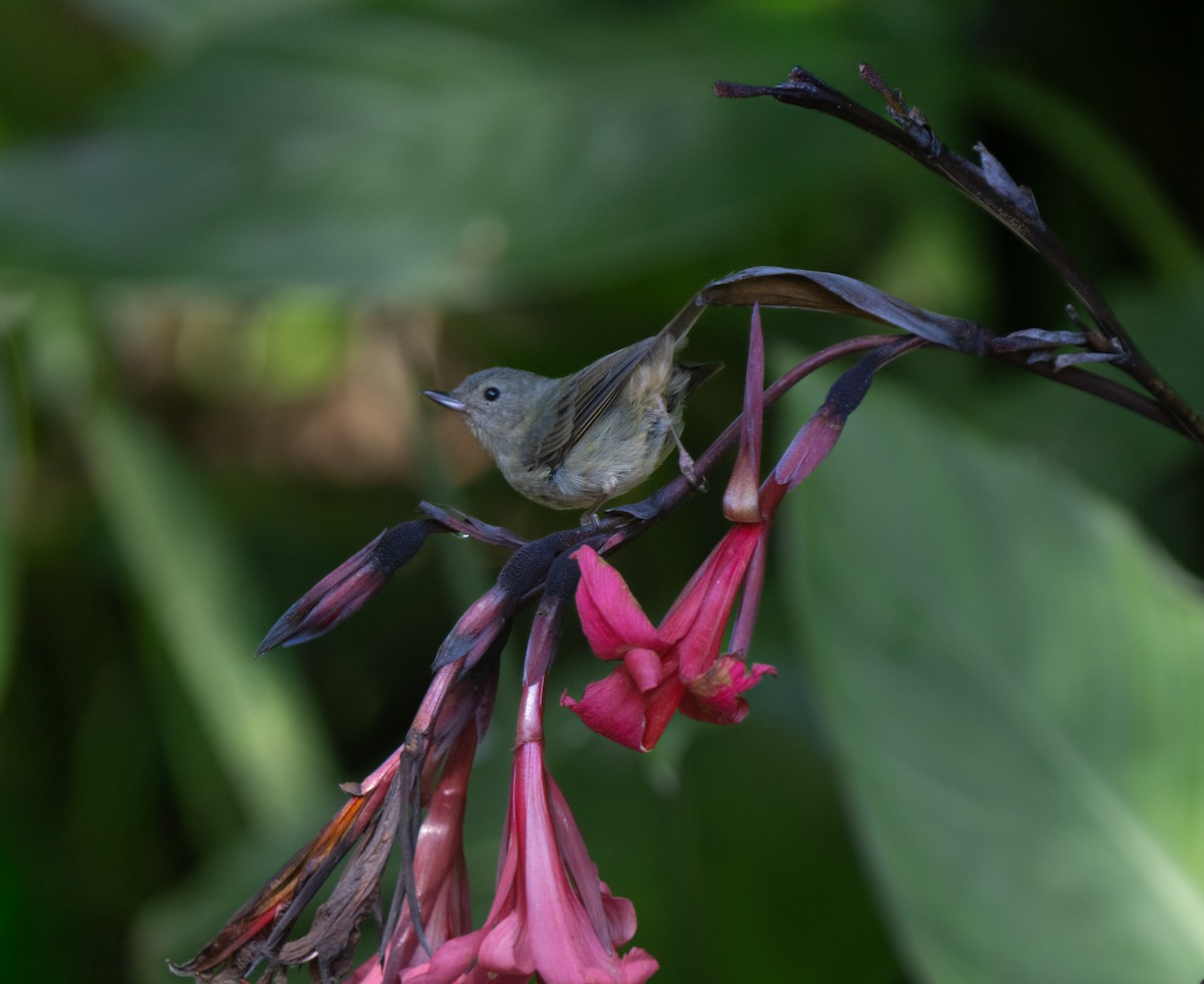 Slaty Flowerpiercer - ML646661274