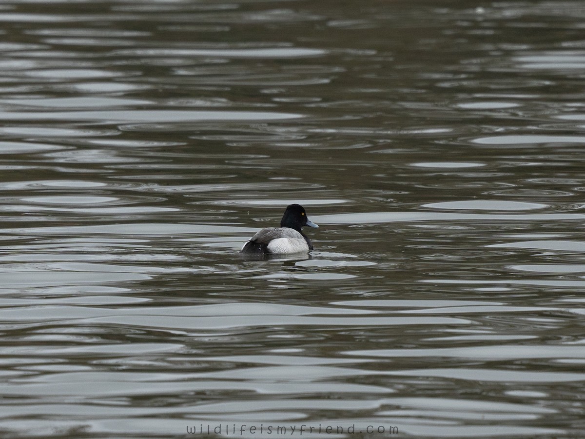 Kanadabergente - ML646661275