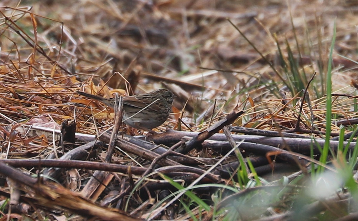 Lincoln's Sparrow - ML646661276