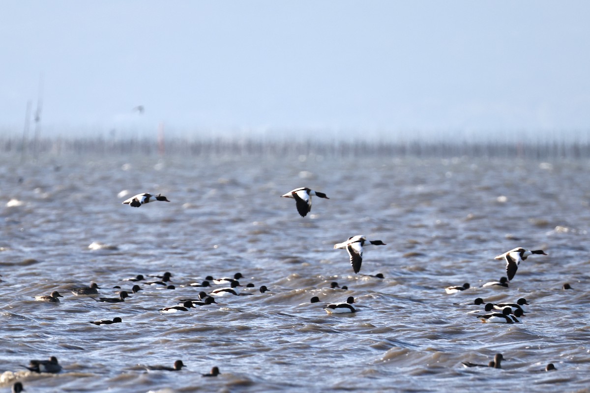 Галагаз євразійський - ML646661277