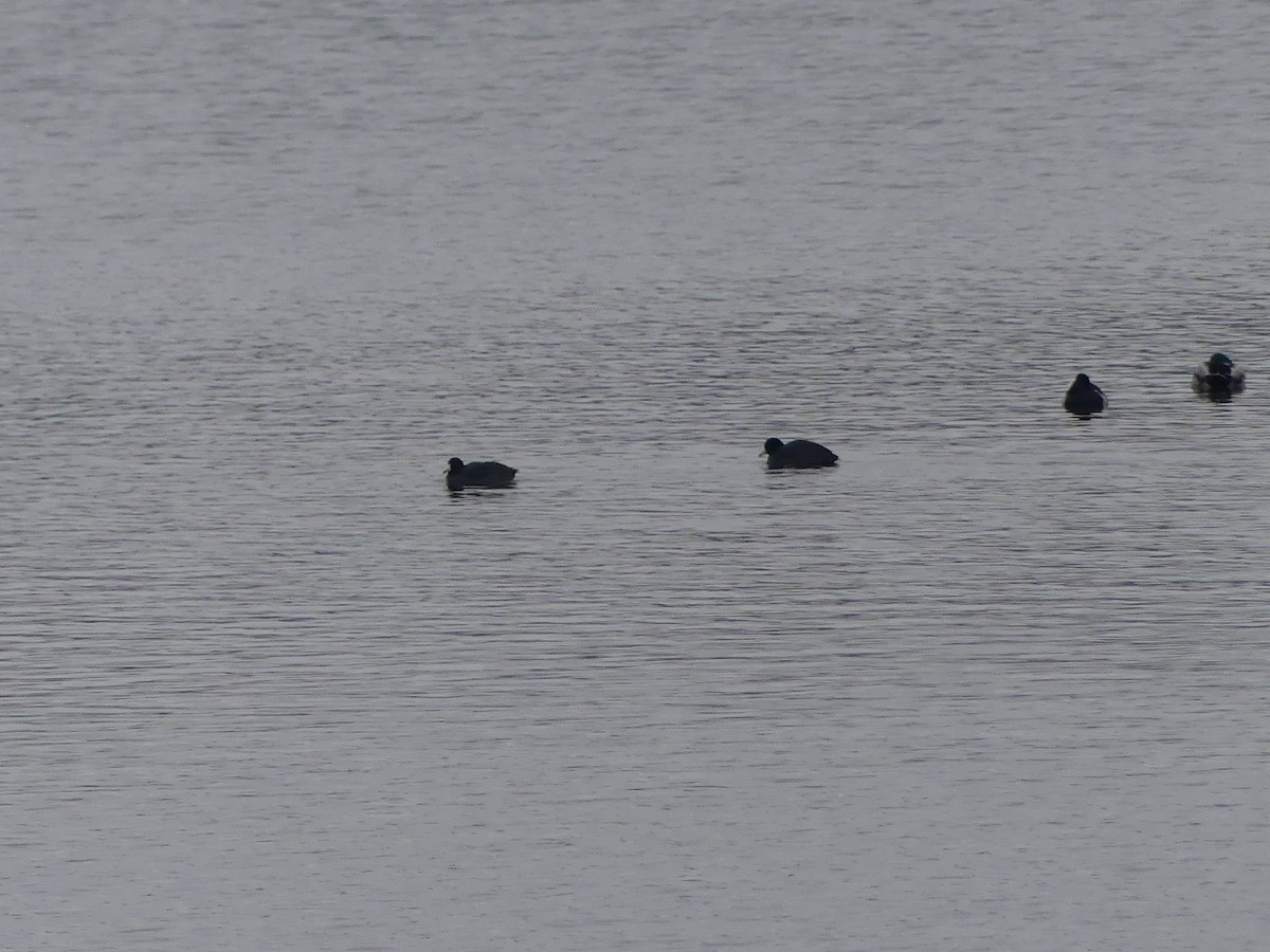 American Coot - ML646661278