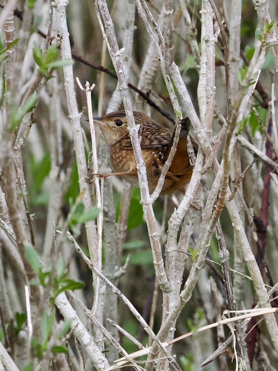 Sedge Wren - ML646661279