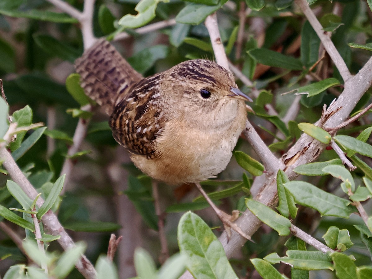 Sedge Wren - ML646661280