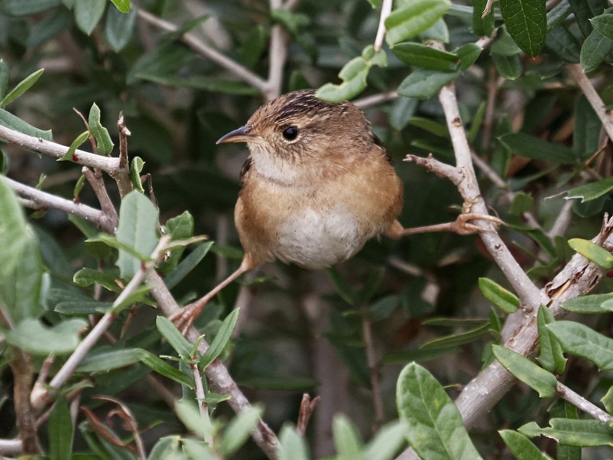 Sedge Wren - ML646661281