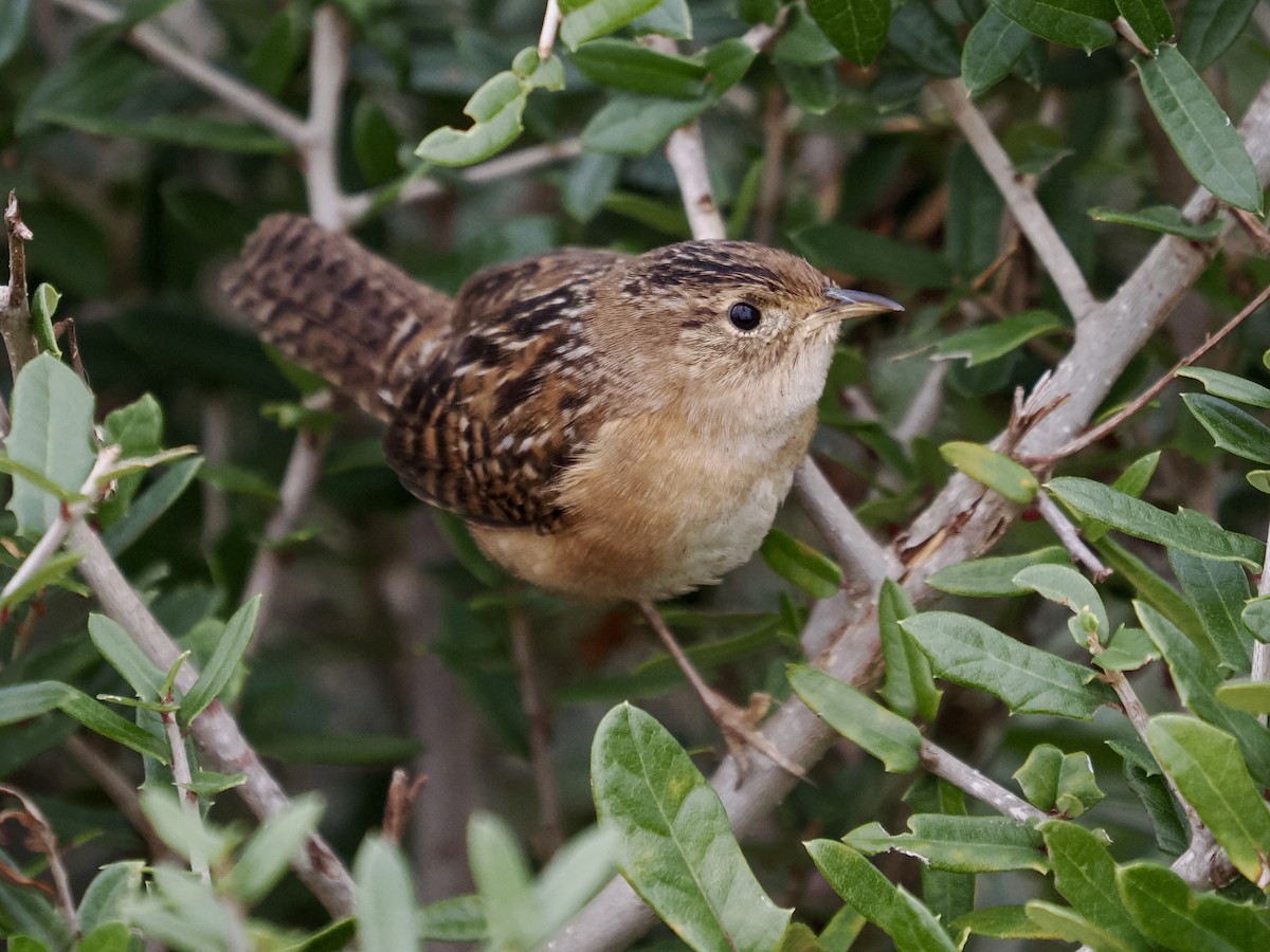 Sedge Wren - ML646661282