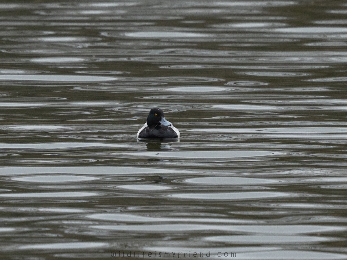 Kanadabergente - ML646661283