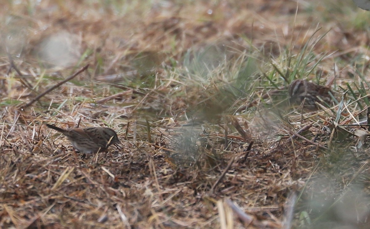 Lincoln's Sparrow - ML646661284