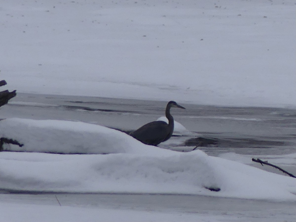 Great Blue Heron - ML646661288