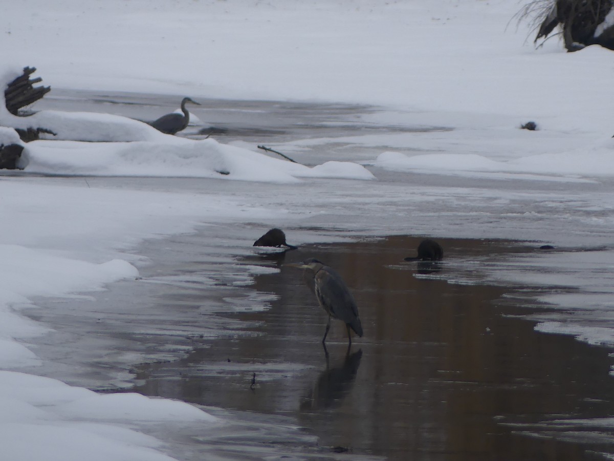 Great Blue Heron - ML646661289