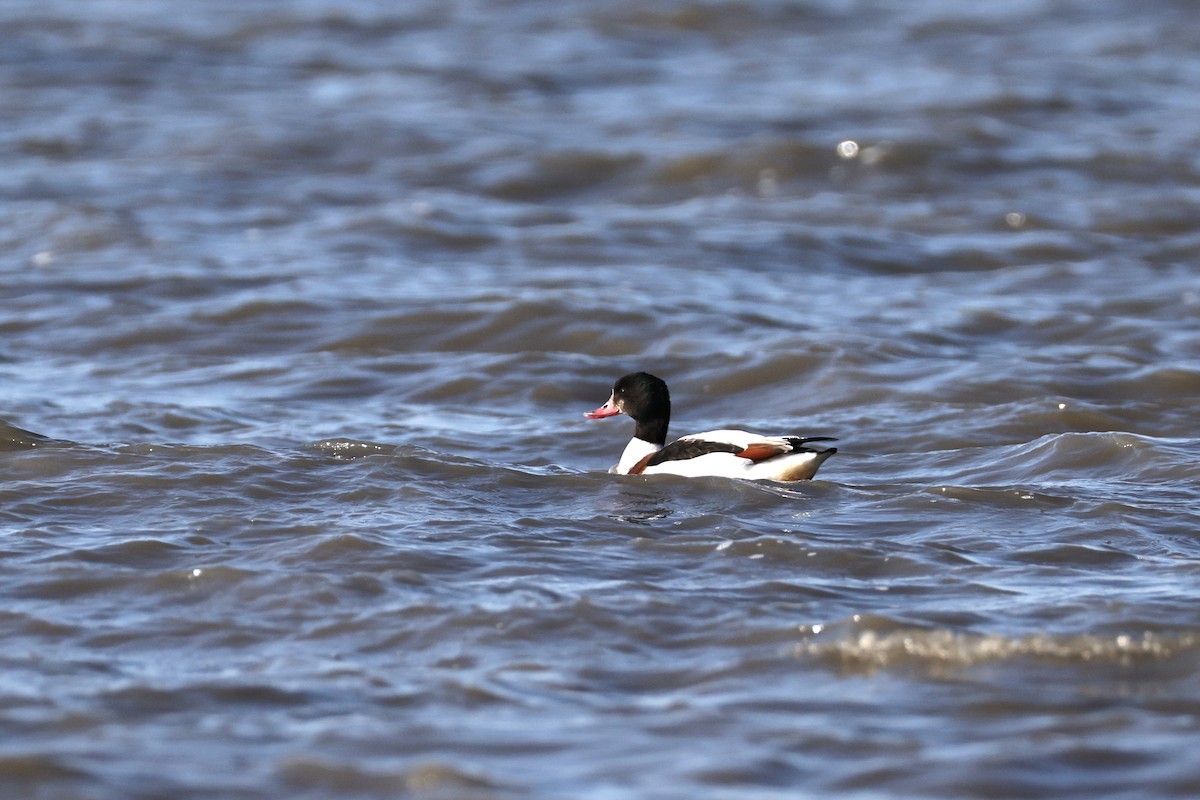 Галагаз євразійський - ML646661304