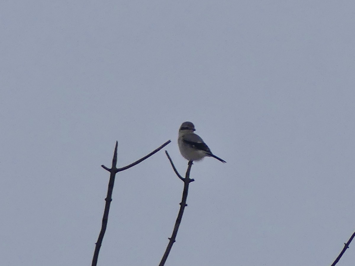 Alcaudón Boreal - ML646661305