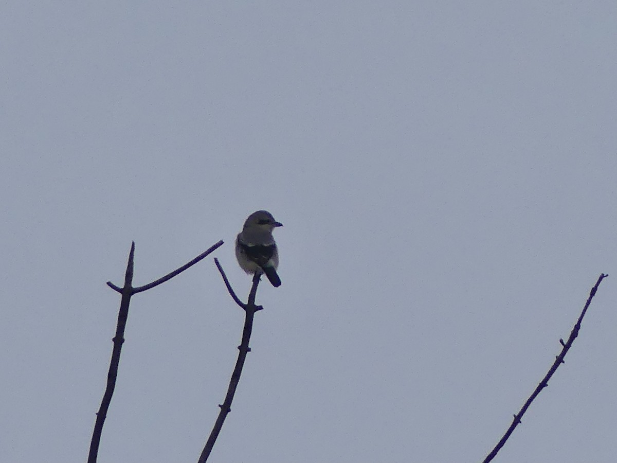 Alcaudón Boreal - ML646661306