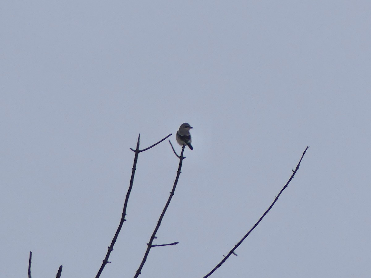 Alcaudón Boreal - ML646661307