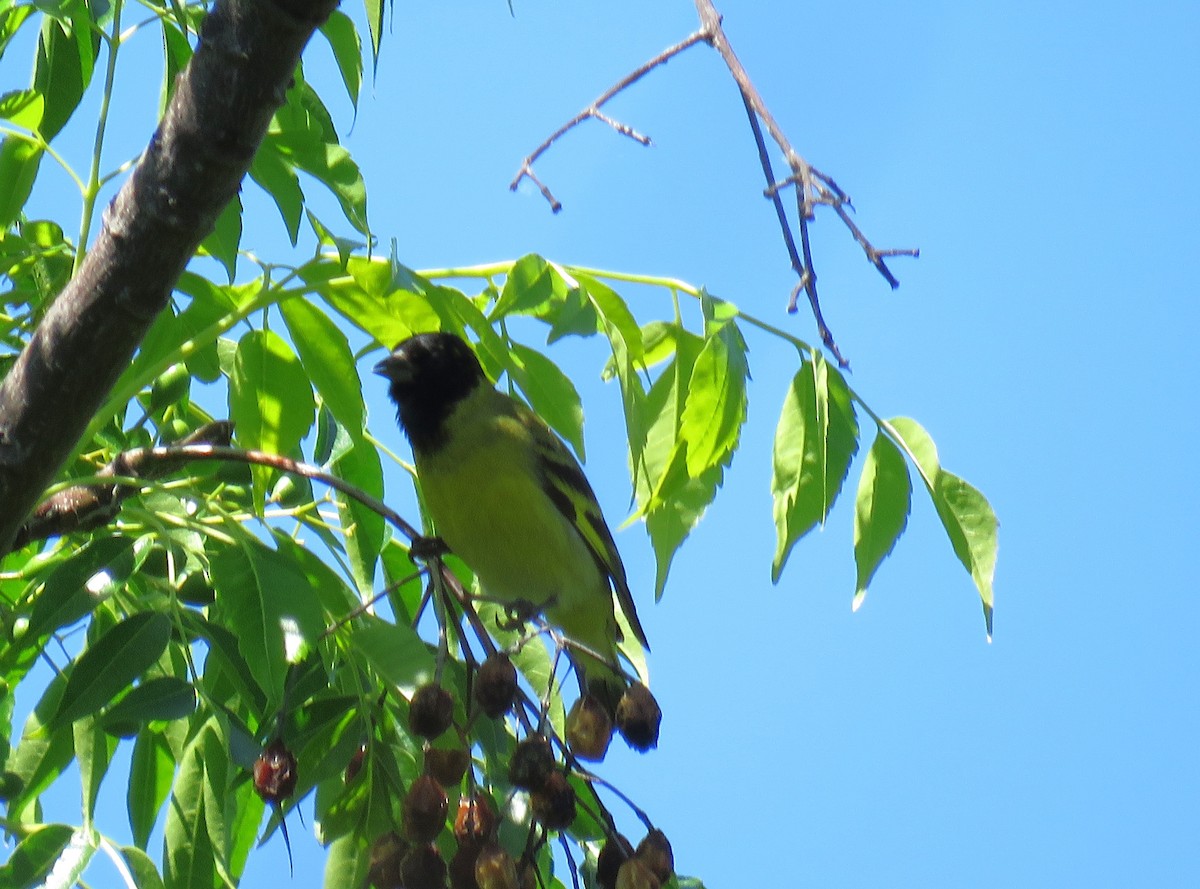 Hooded Siskin - ML646661308