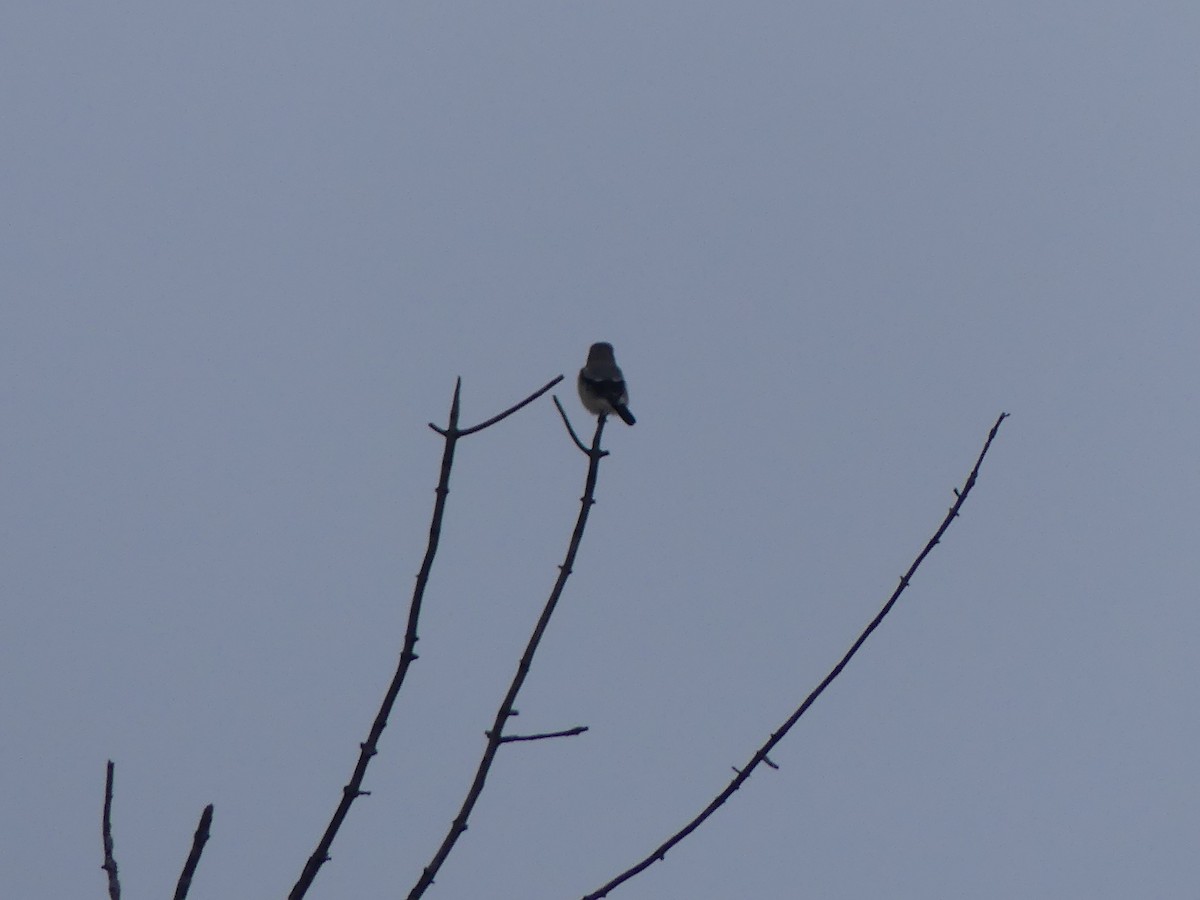 Alcaudón Boreal - ML646661309