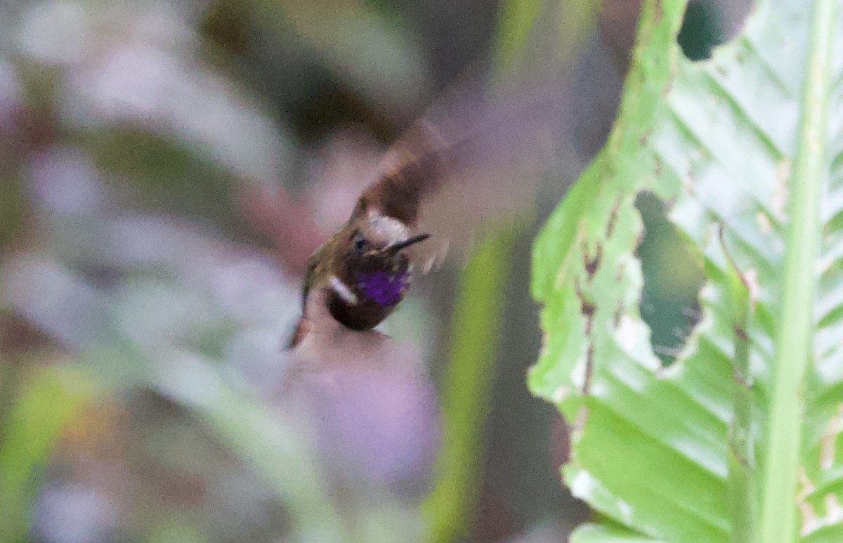 Пурпурногорлый эльф - ML646661311