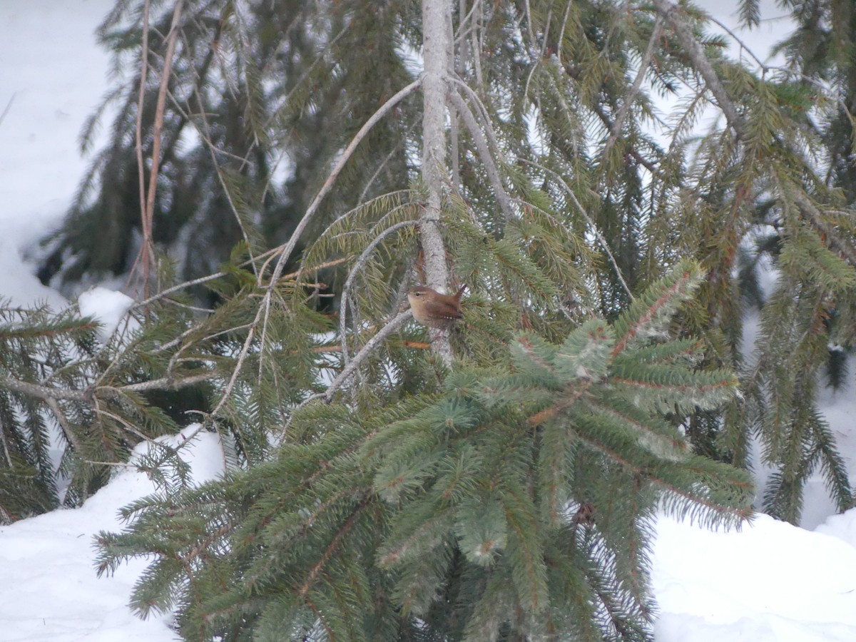 Winter Wren - ML646661314