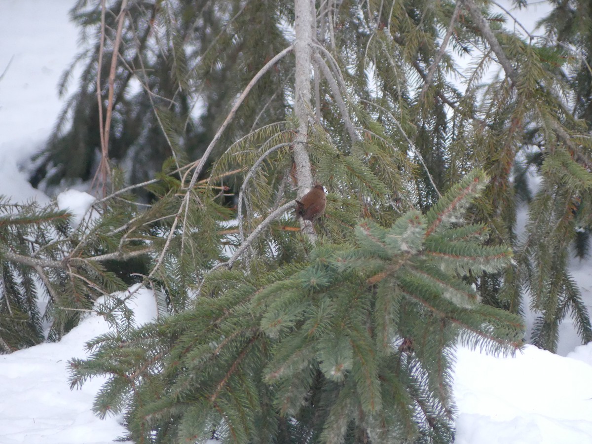Winter Wren - ML646661315