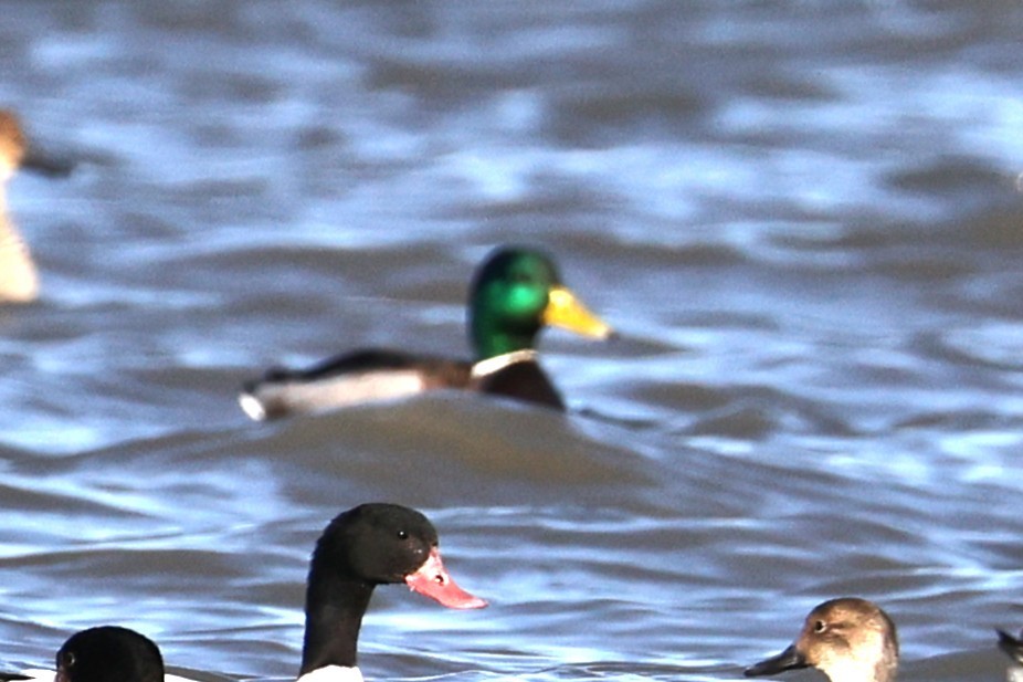 Крижень звичайний - ML646661318