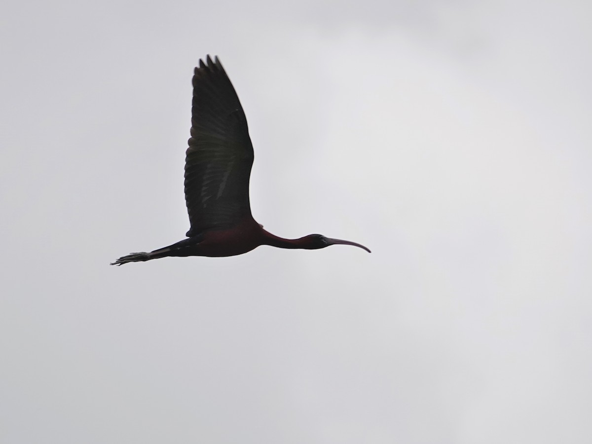 Glossy Ibis - ML646661319