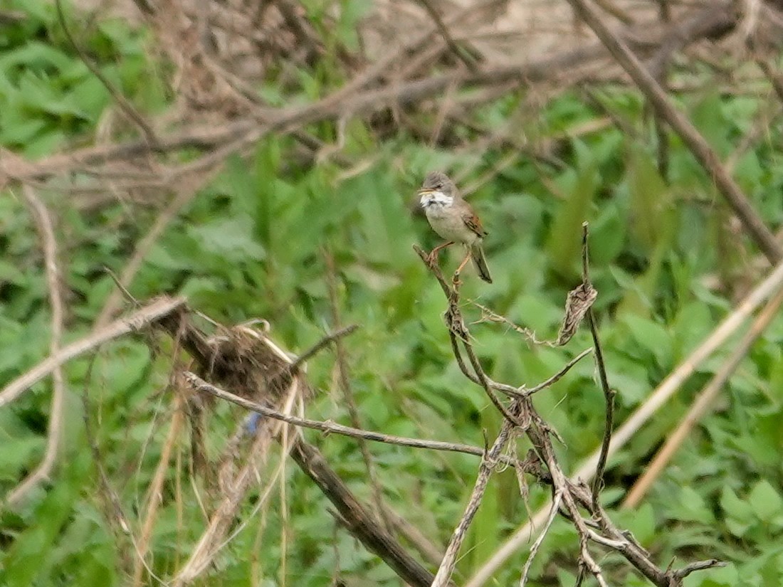 Greater Whitethroat - ML646661322