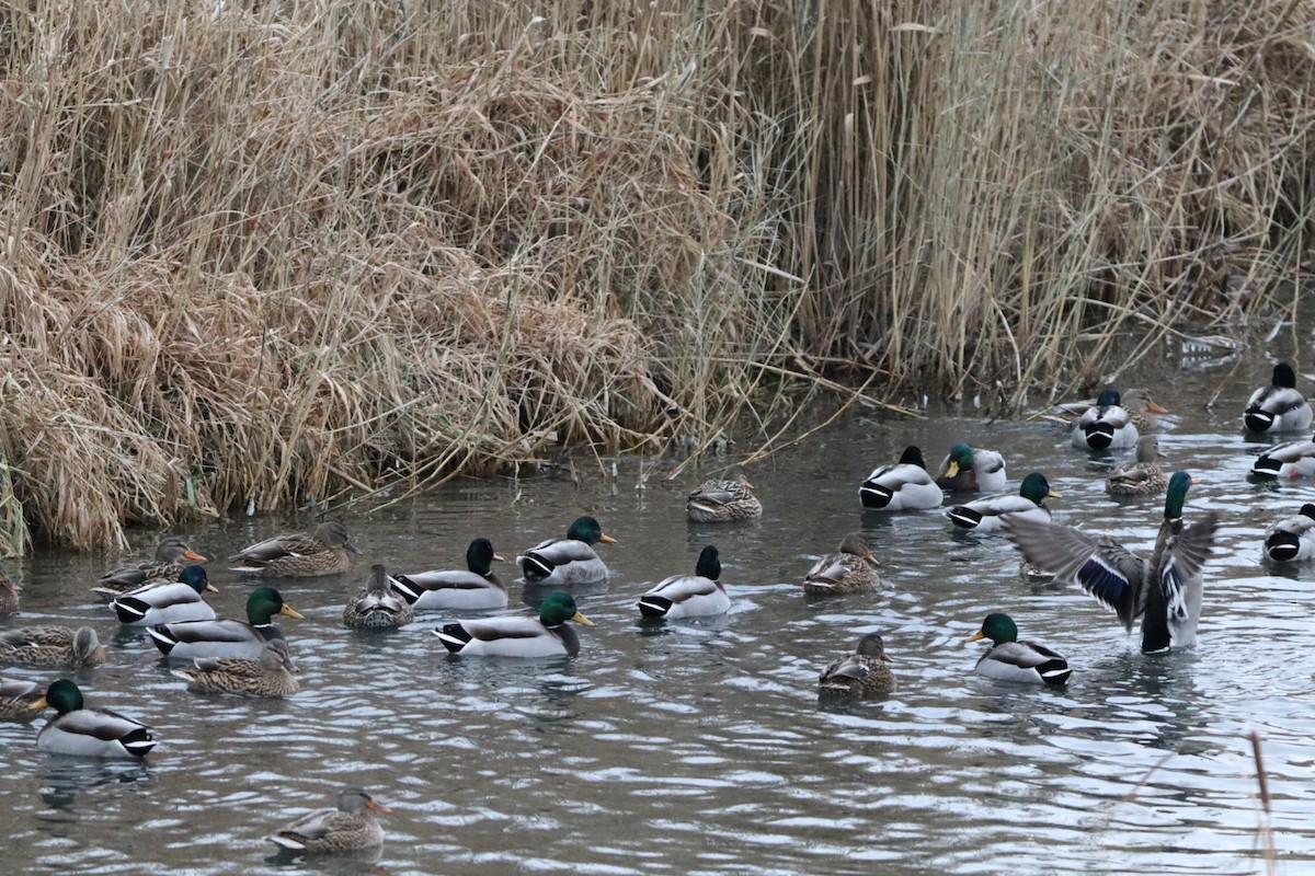 Mallard - ML646661324