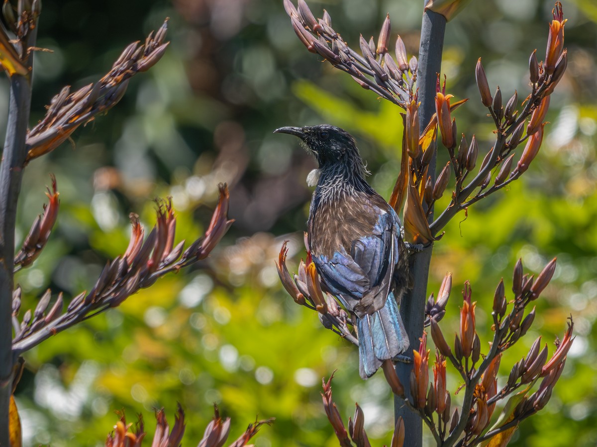 Tuihonigfresser - ML646661325