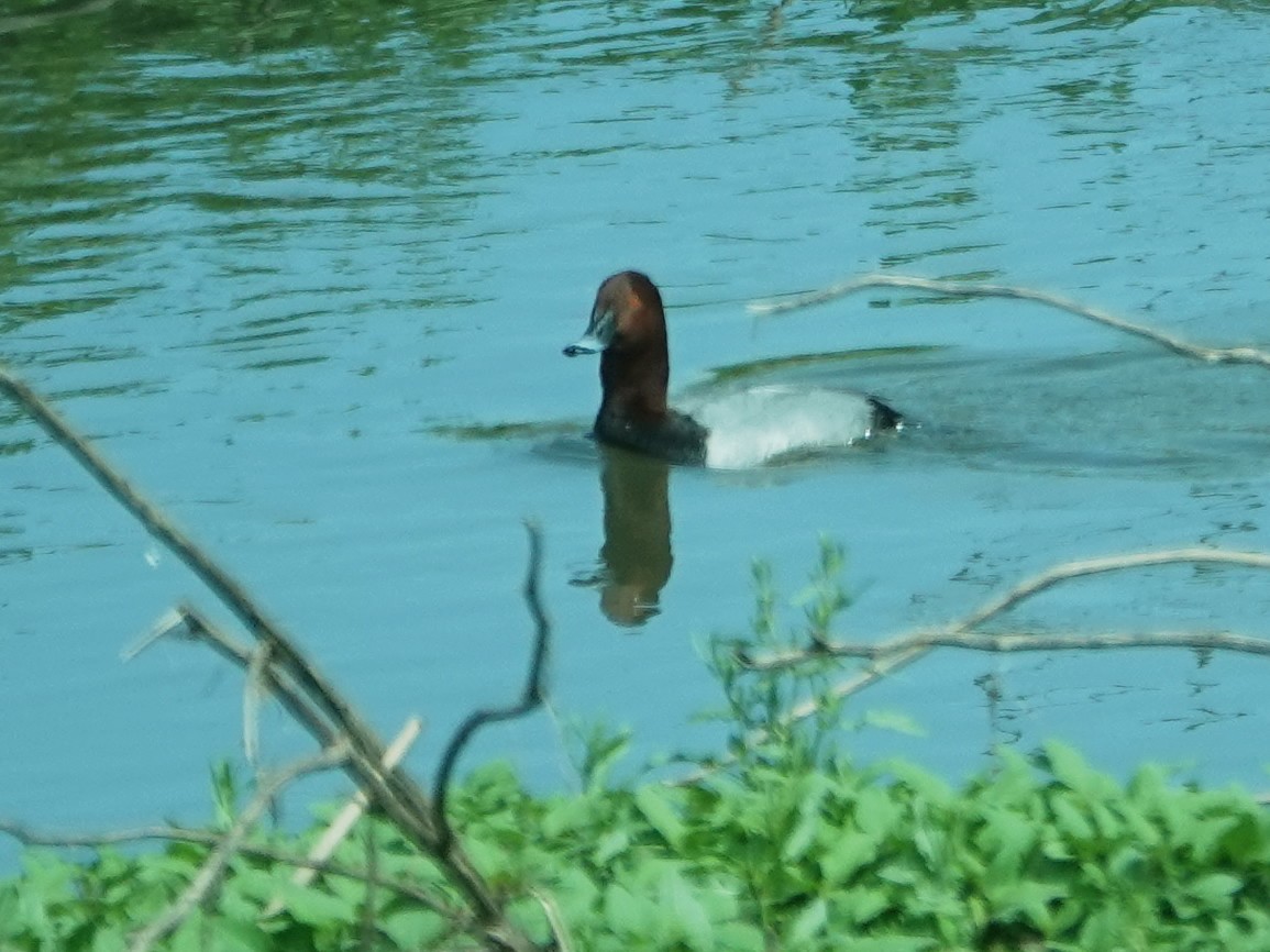Common Pochard - ML646661327