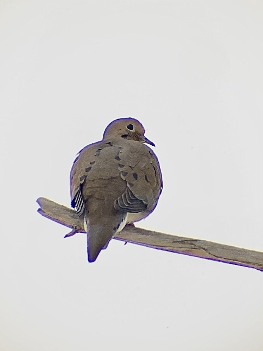Mourning Dove - ML646661328