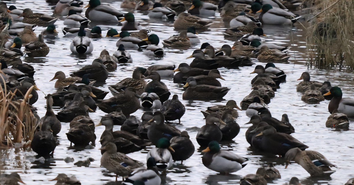 American Black Duck - ML646661329