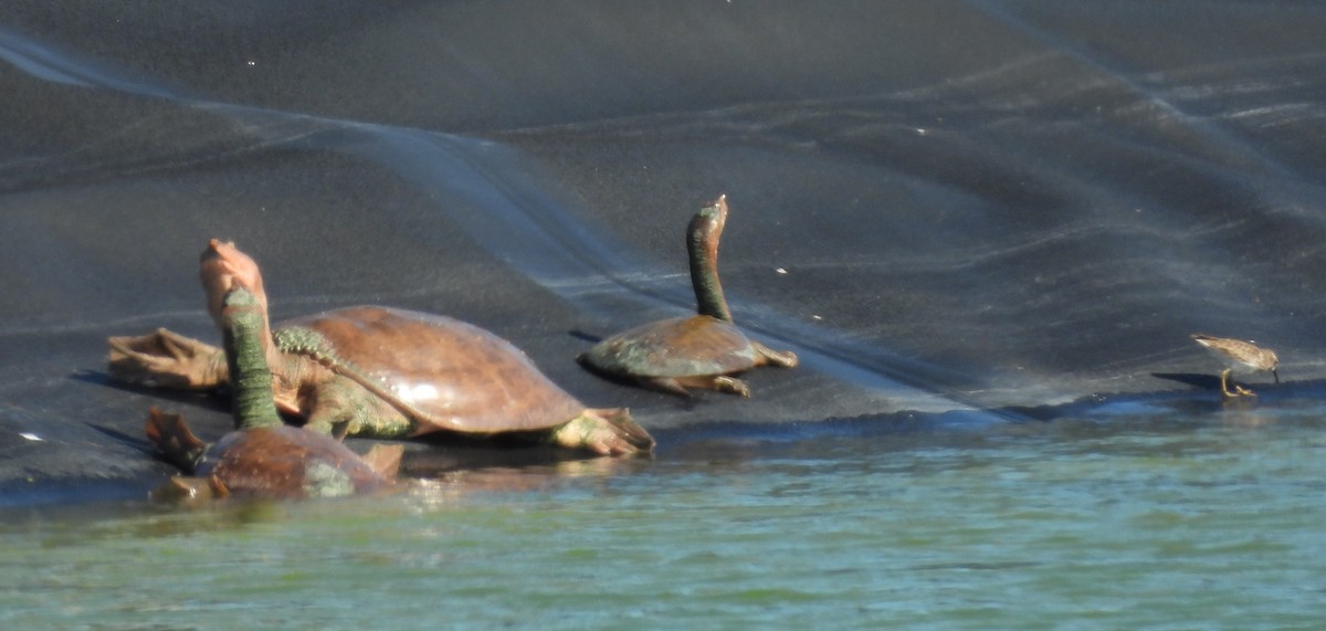 爬虫綱 - ML646661331