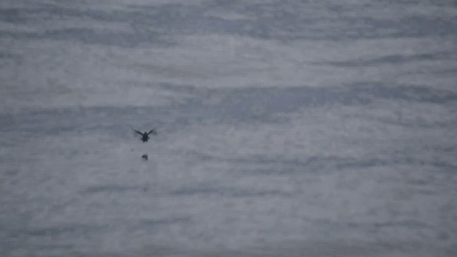 Пуфінур магеланський - ML646661332