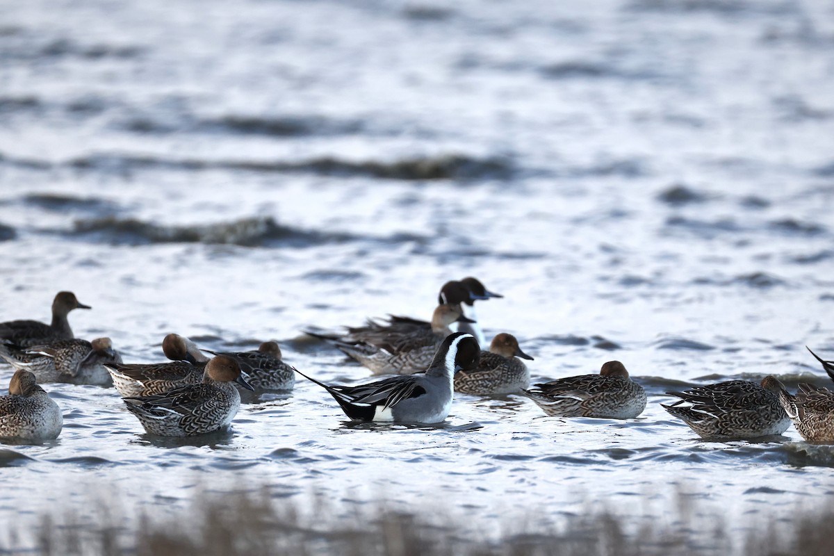 Шилохвіст північний - ML646661333