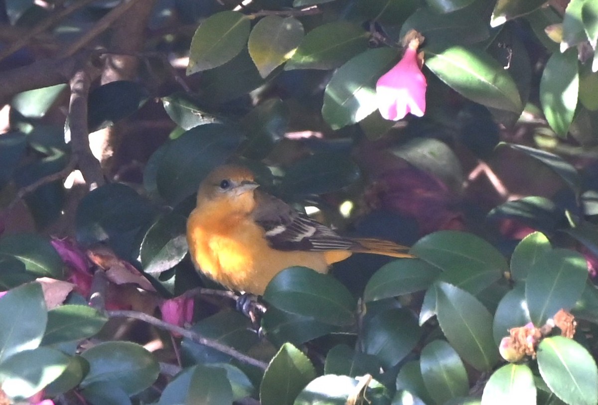 Baltimore Oriole - ML646661348