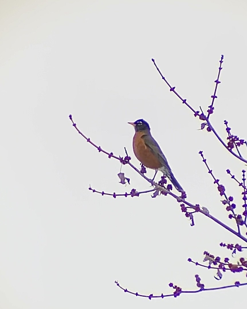American Robin - ML646661350