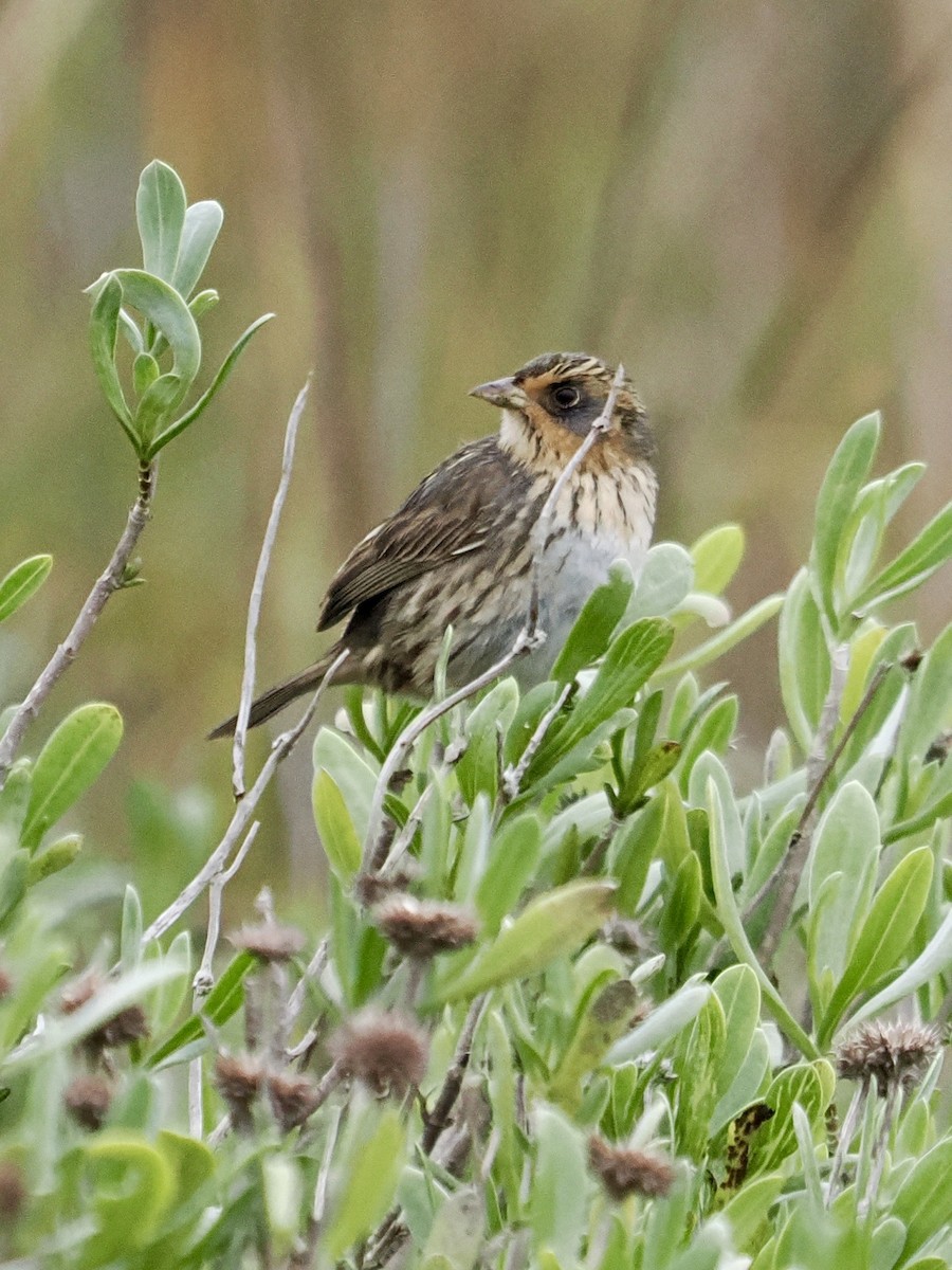 Saltmarsh Sparrow - ML646661352