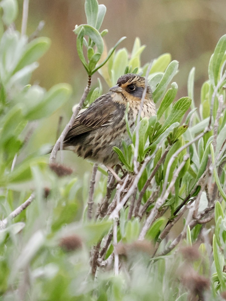 Saltmarsh Sparrow - ML646661353