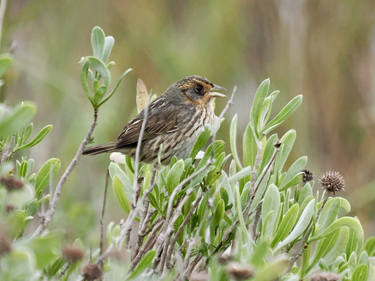 Saltmarsh Sparrow - ML646661354
