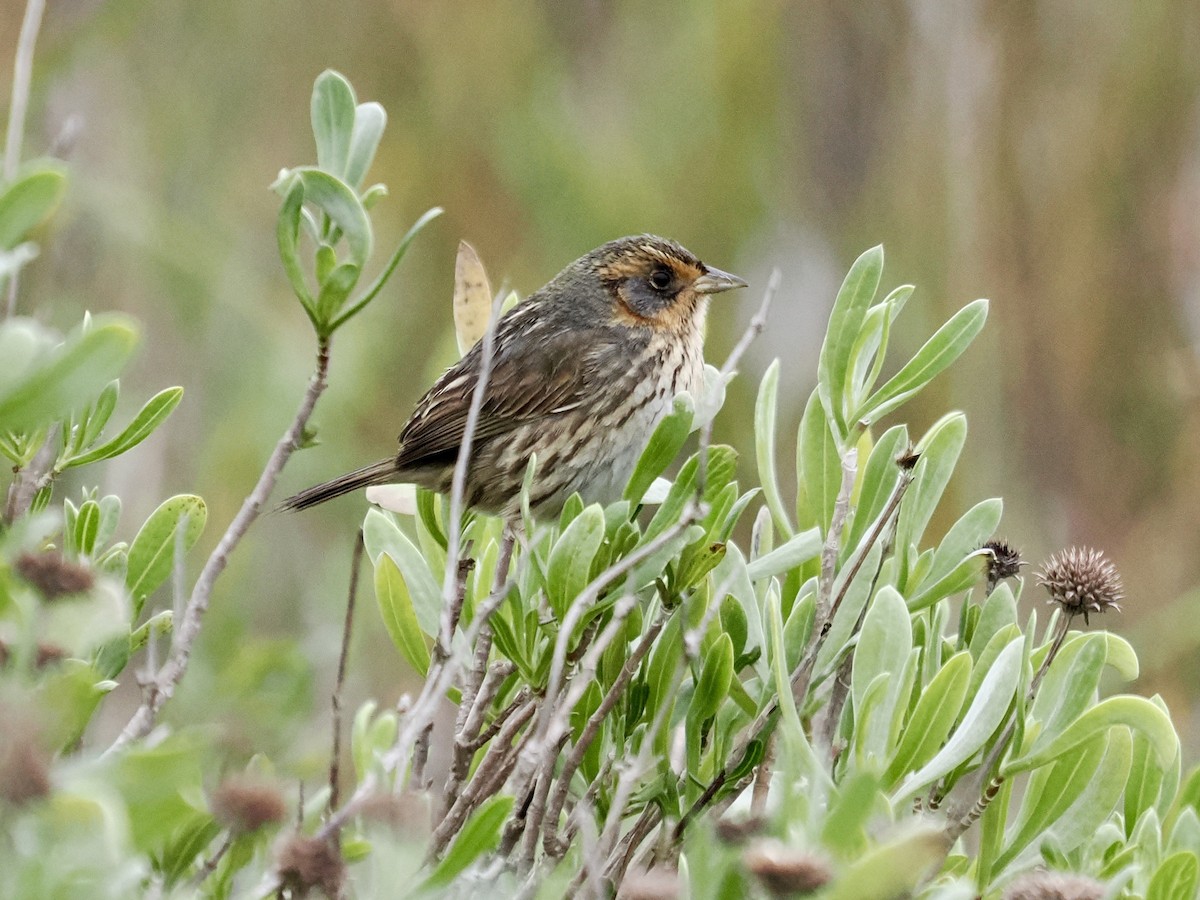 Saltmarsh Sparrow - ML646661355