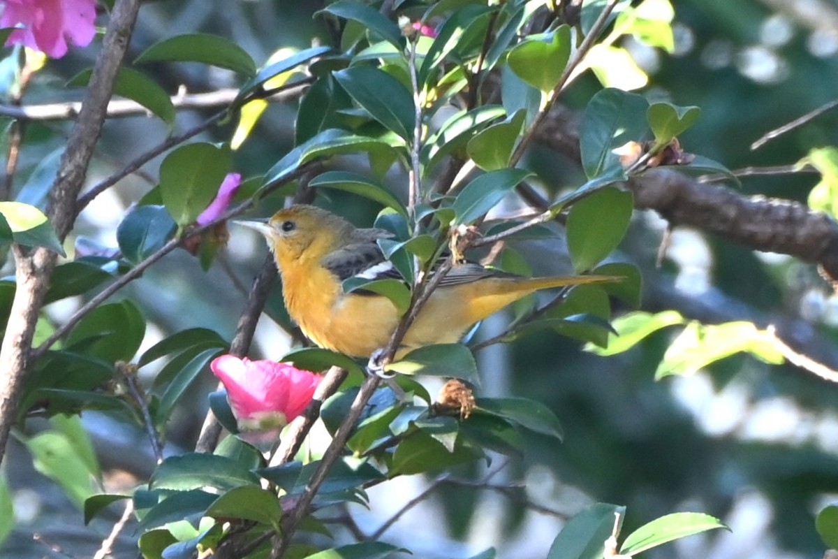 Baltimore Oriole - ML646661356