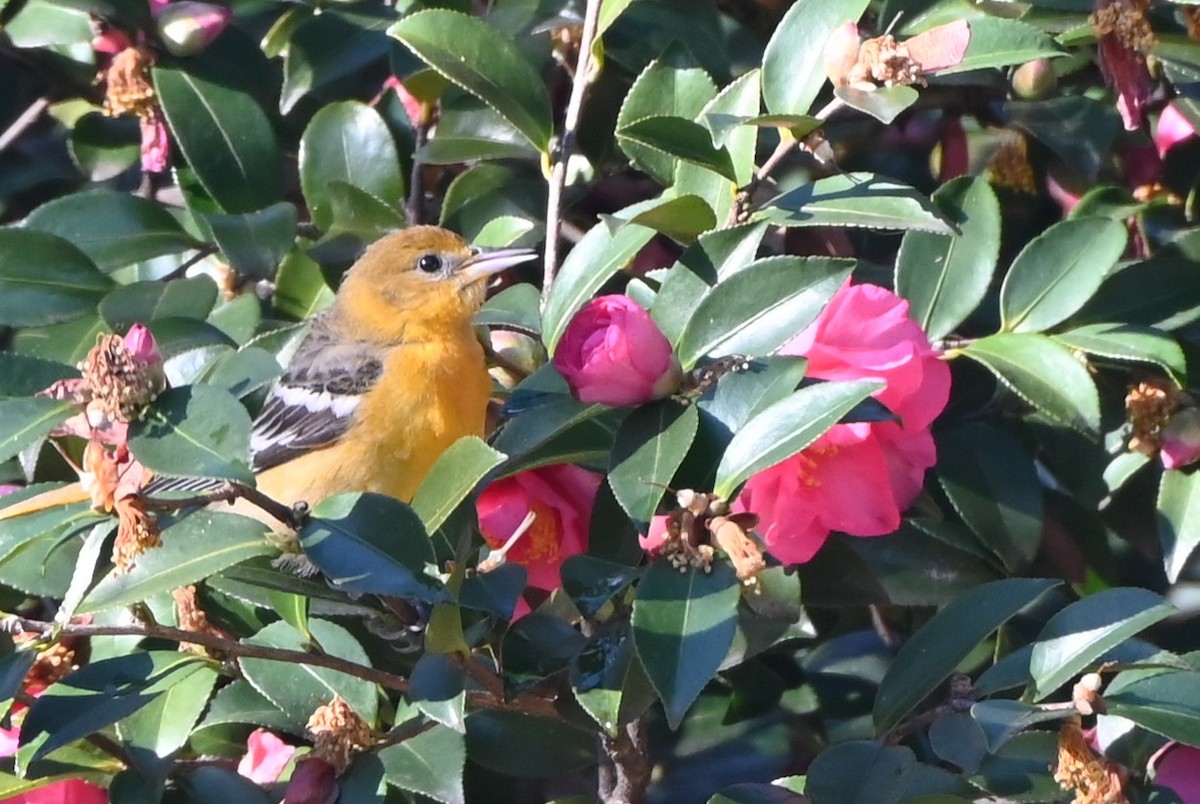 Baltimore Oriole - ML646661359