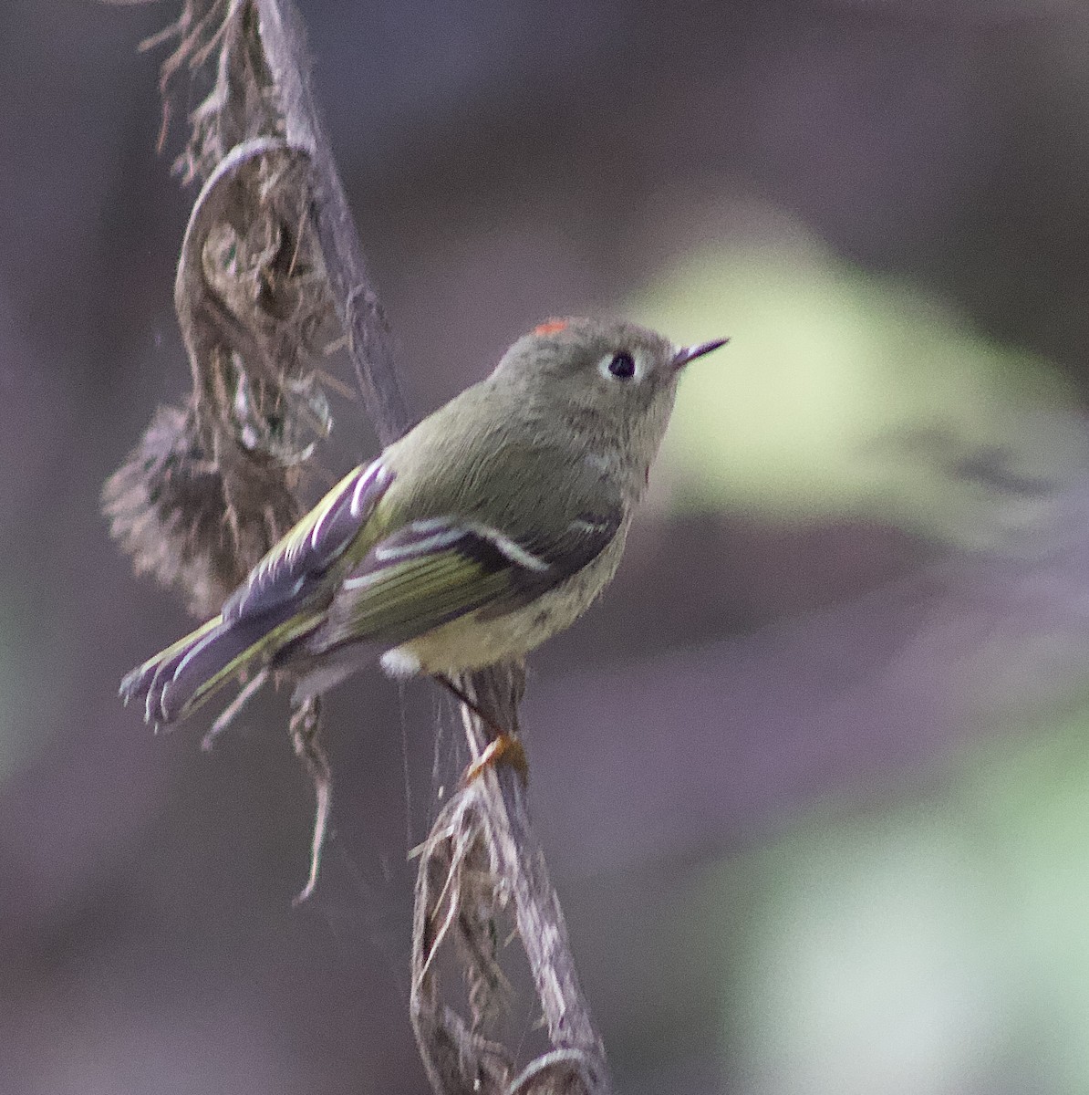 králíček americký - ML646661360