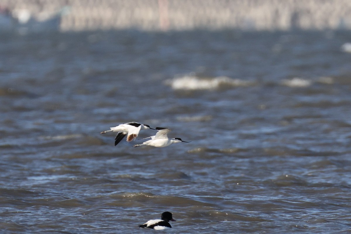 Чоботар синьоногий - ML646661361