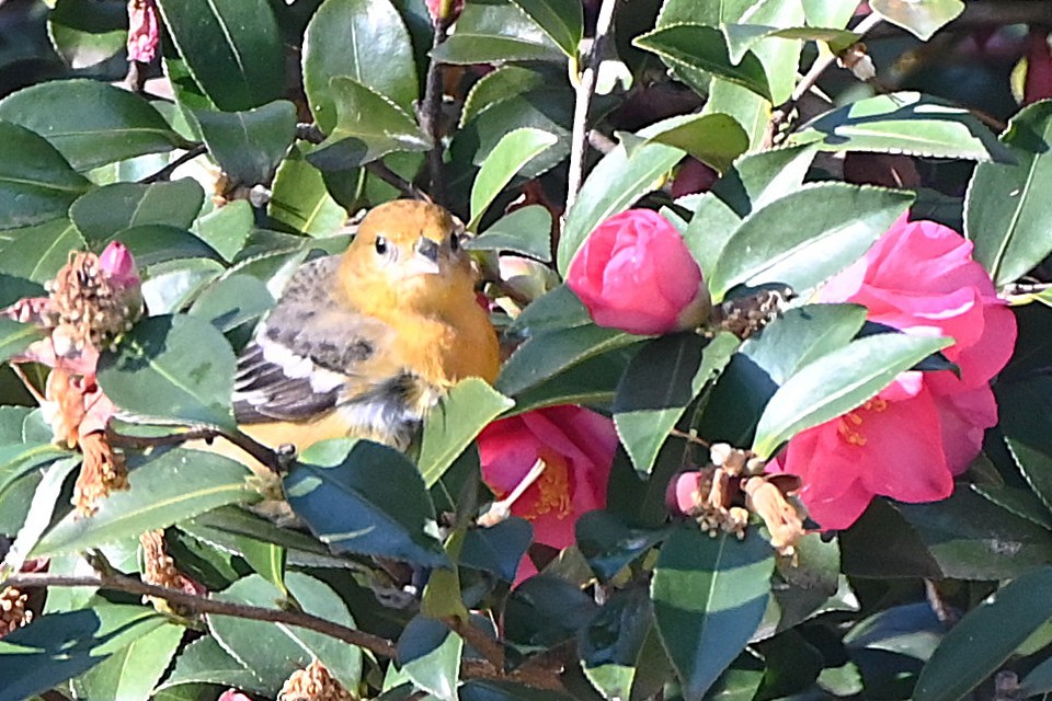 Baltimore Oriole - ML646661362