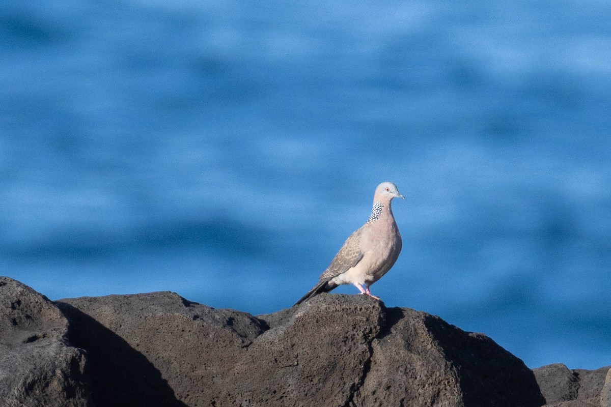 Spotted Dove - ML646661371