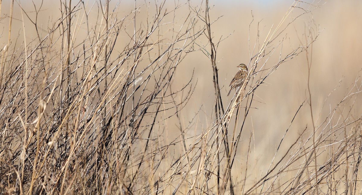 Savannah Sparrow (Savannah) - ML646661375