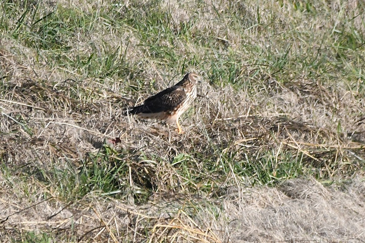 Northern Harrier - ML646661376