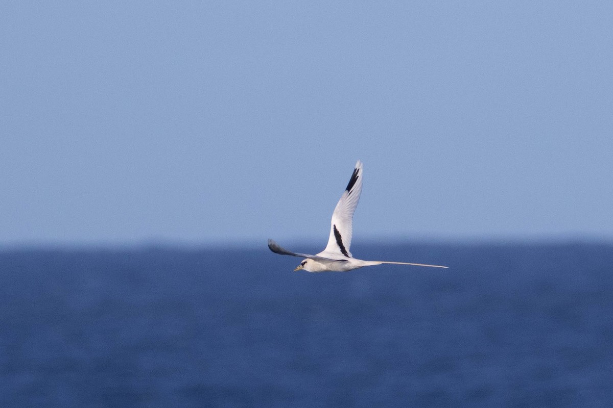 White-tailed Tropicbird - ML646661377