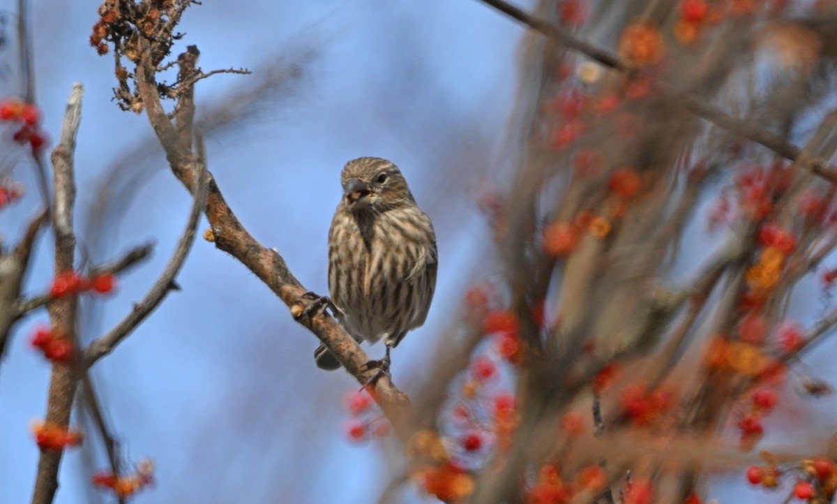 House Finch - ML646661378